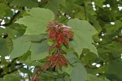 Acer cappadocicum